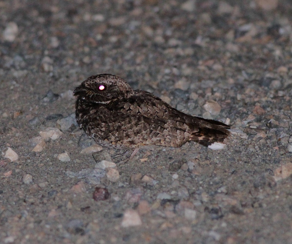 Common Poorwill - Gary Graves