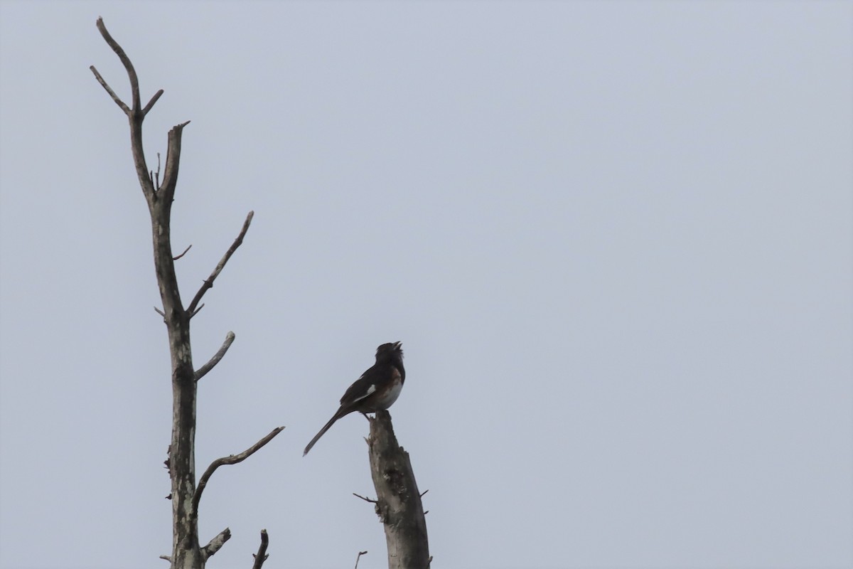 Eastern Towhee - ML596516791