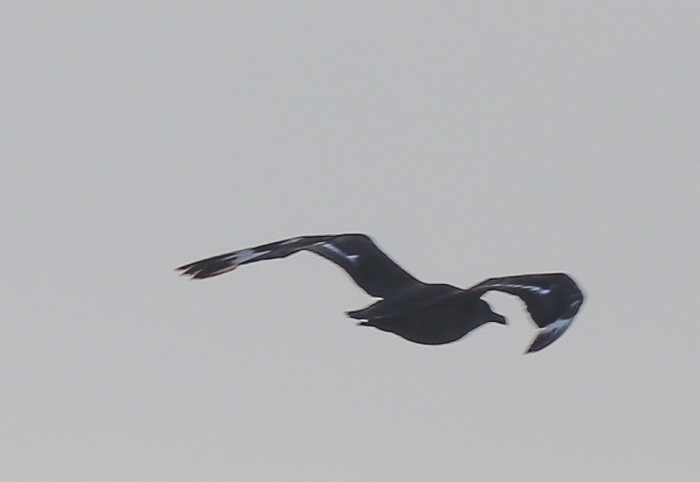 South Polar Skua - ML596519051