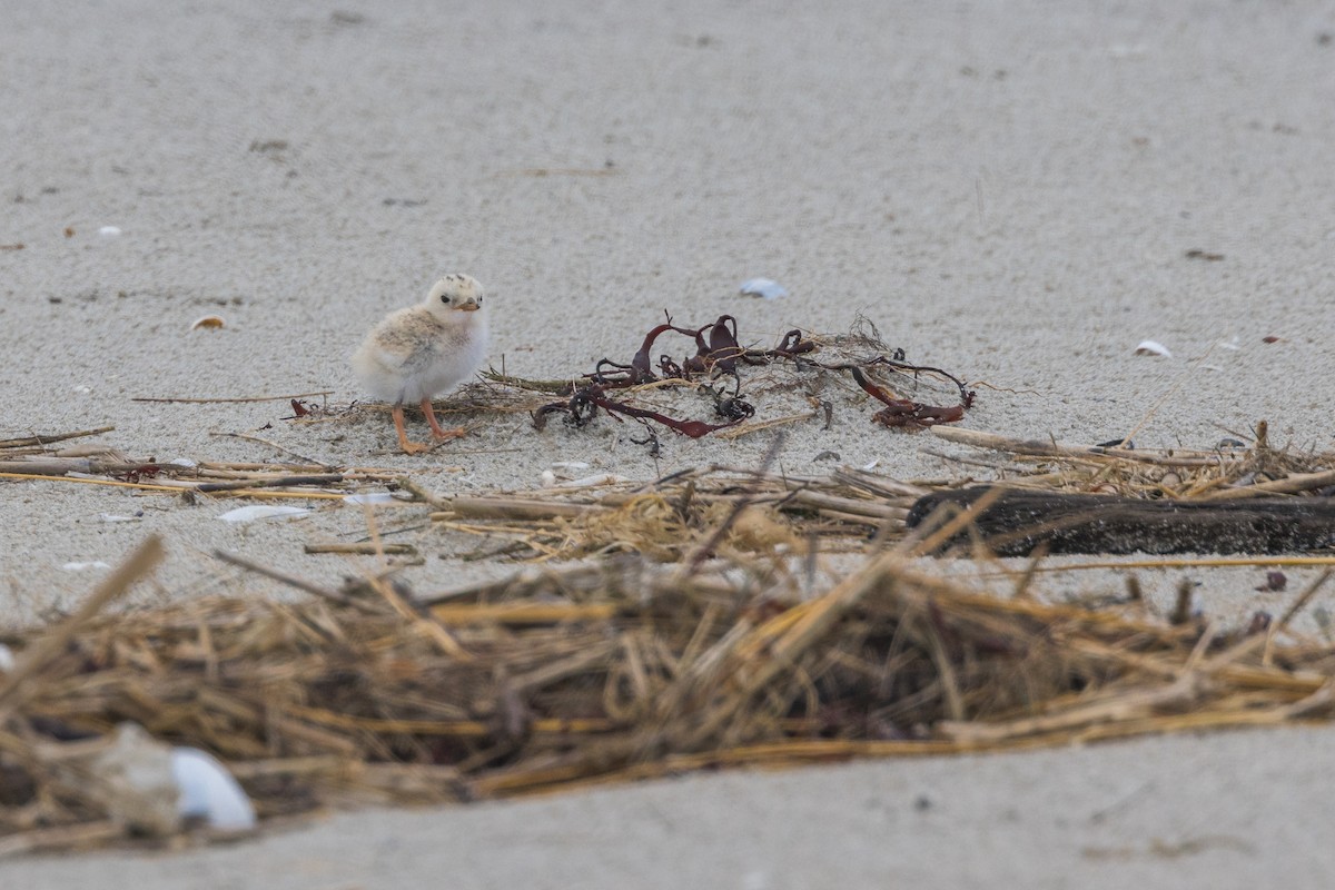 Least Tern - ML596519181