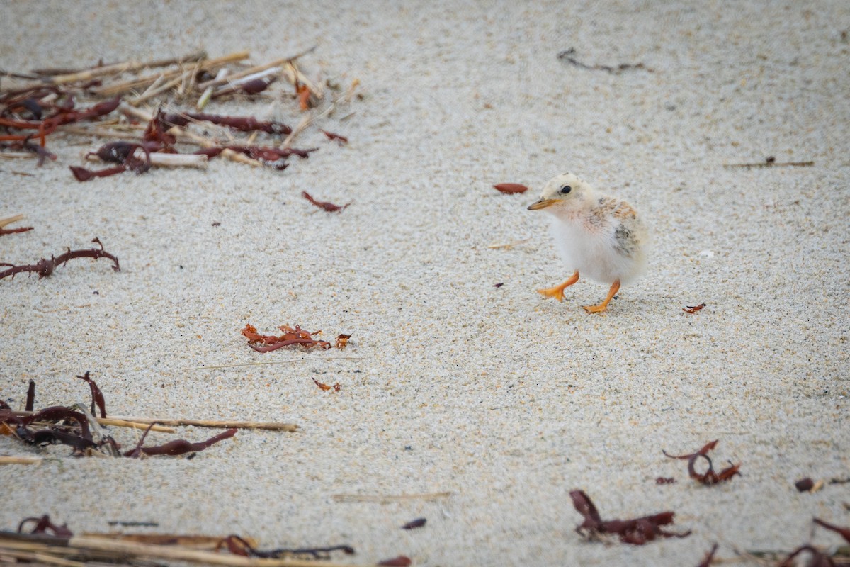 Least Tern - Harris Stein