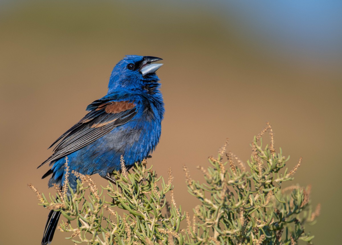 Blue Grosbeak - ML596520461