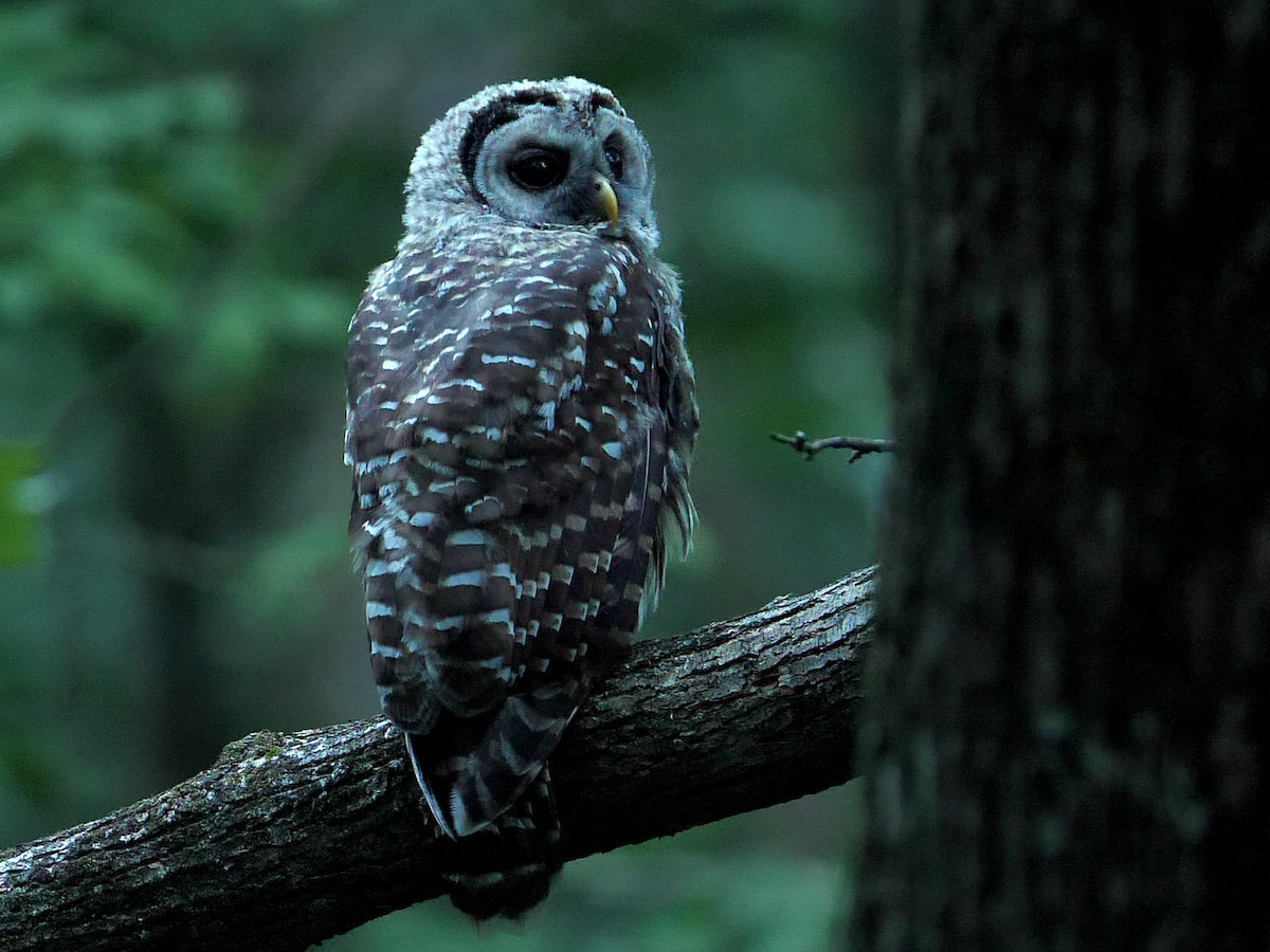 Barred Owl - Chris Chappell