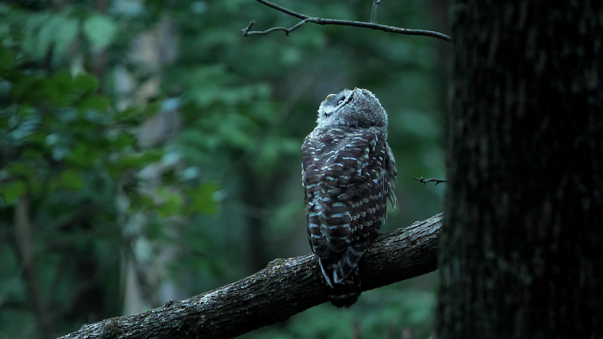 Barred Owl - ML596520781