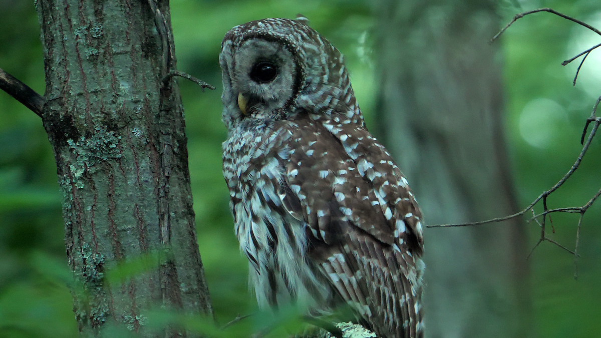 Barred Owl - ML596520791