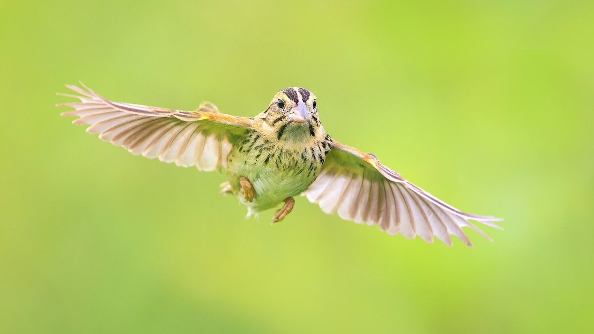 Henslow's Sparrow - ML596521401