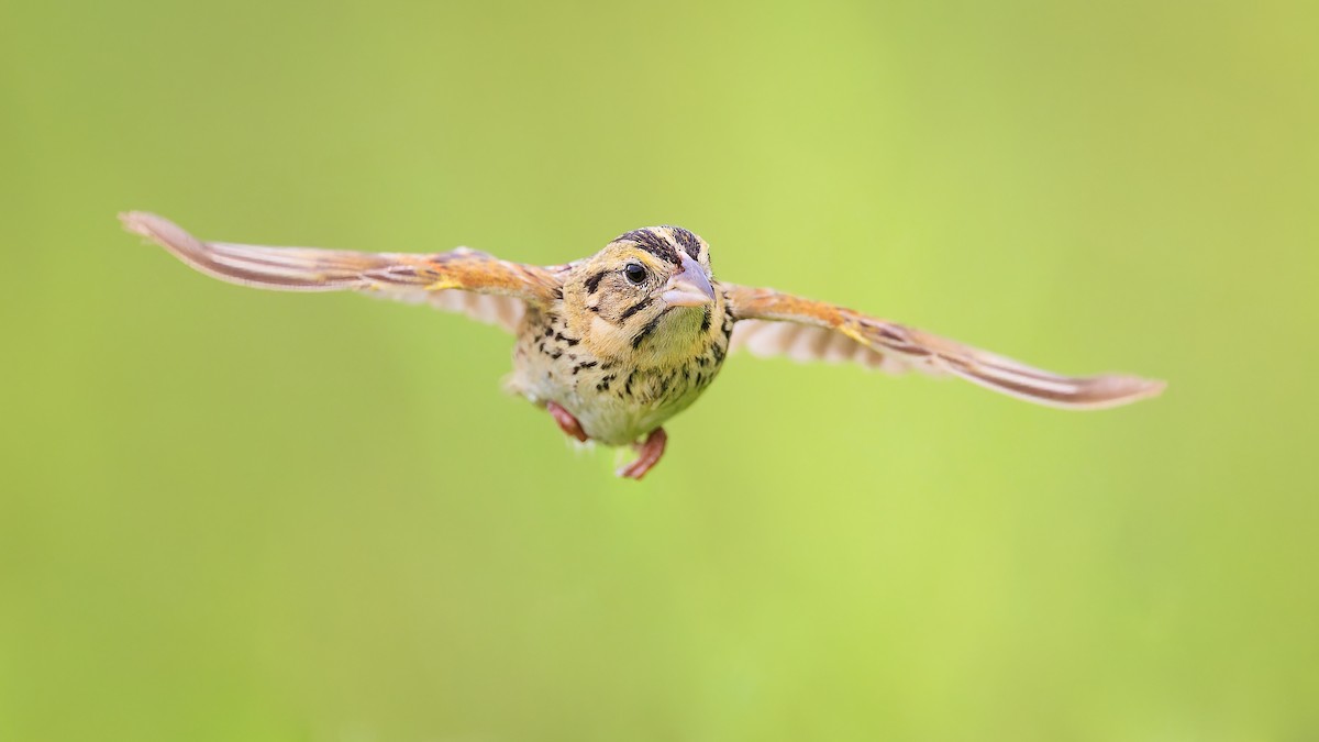 Henslow's Sparrow - ML596521411