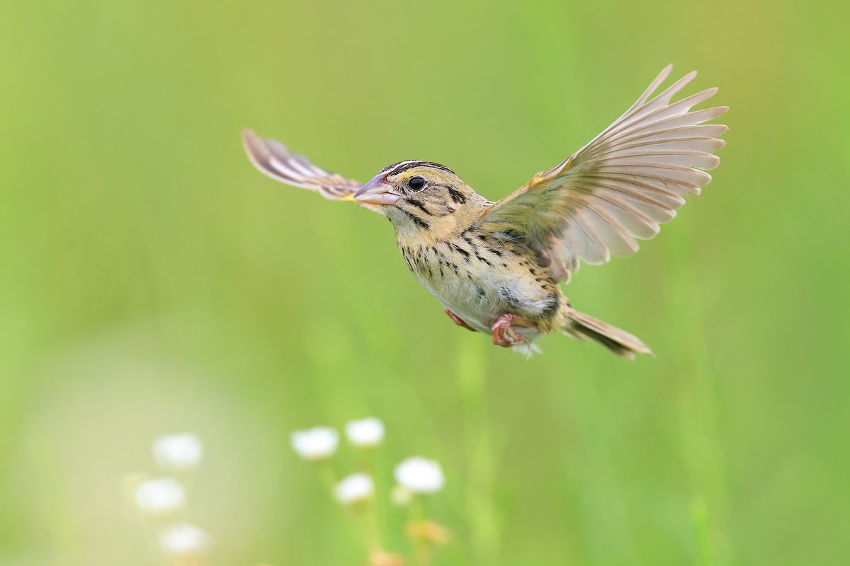 Henslow's Sparrow - ML596521441