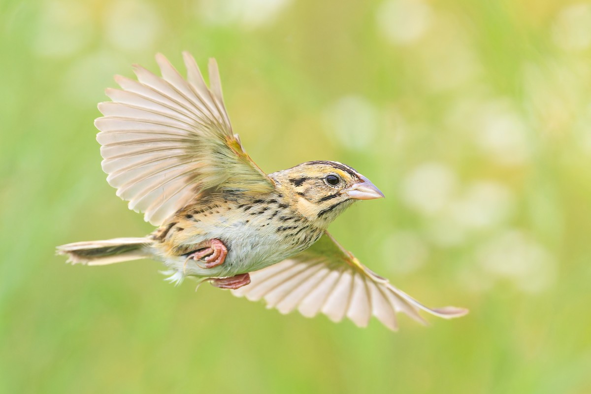 Henslow's Sparrow - ML596521451