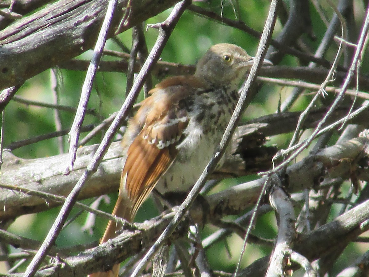 Brown Thrasher - ML596522051