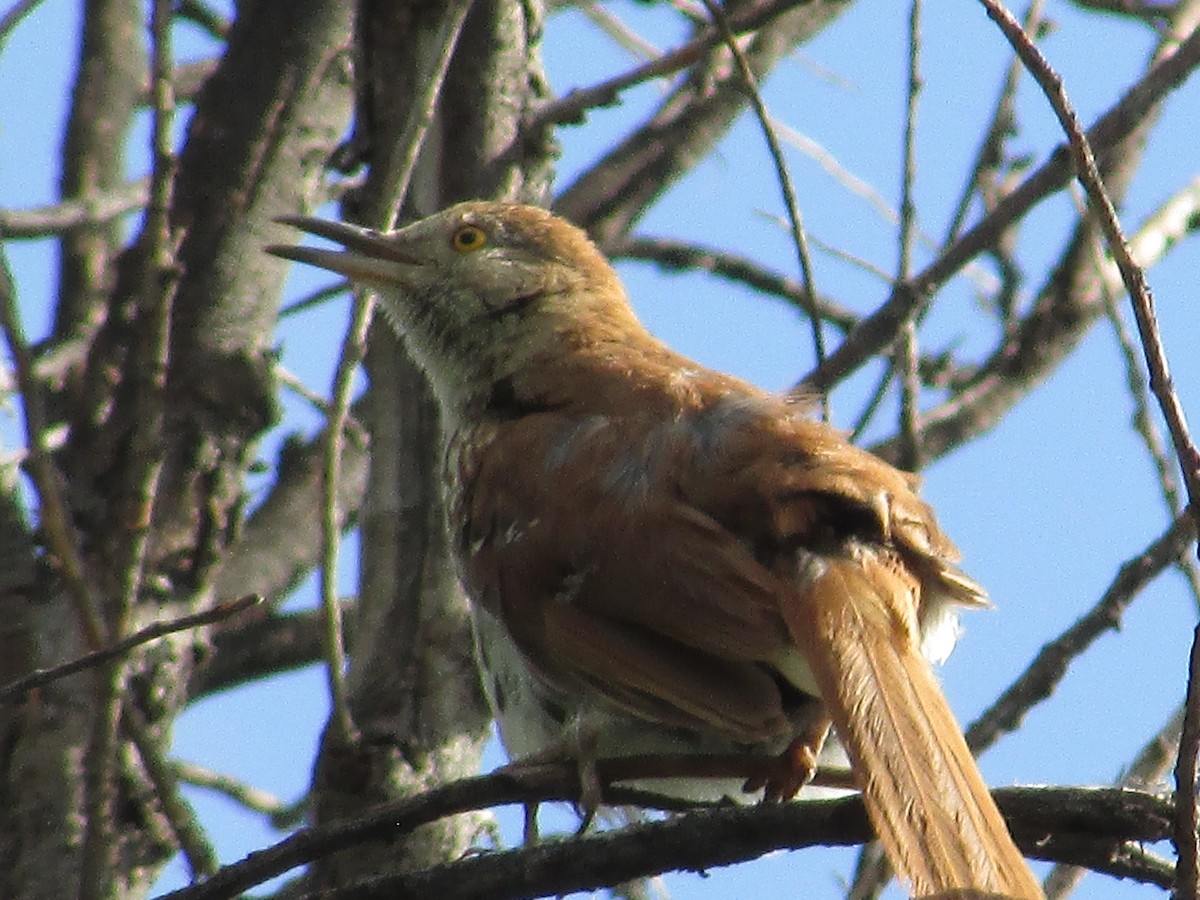 Brown Thrasher - ML596522061