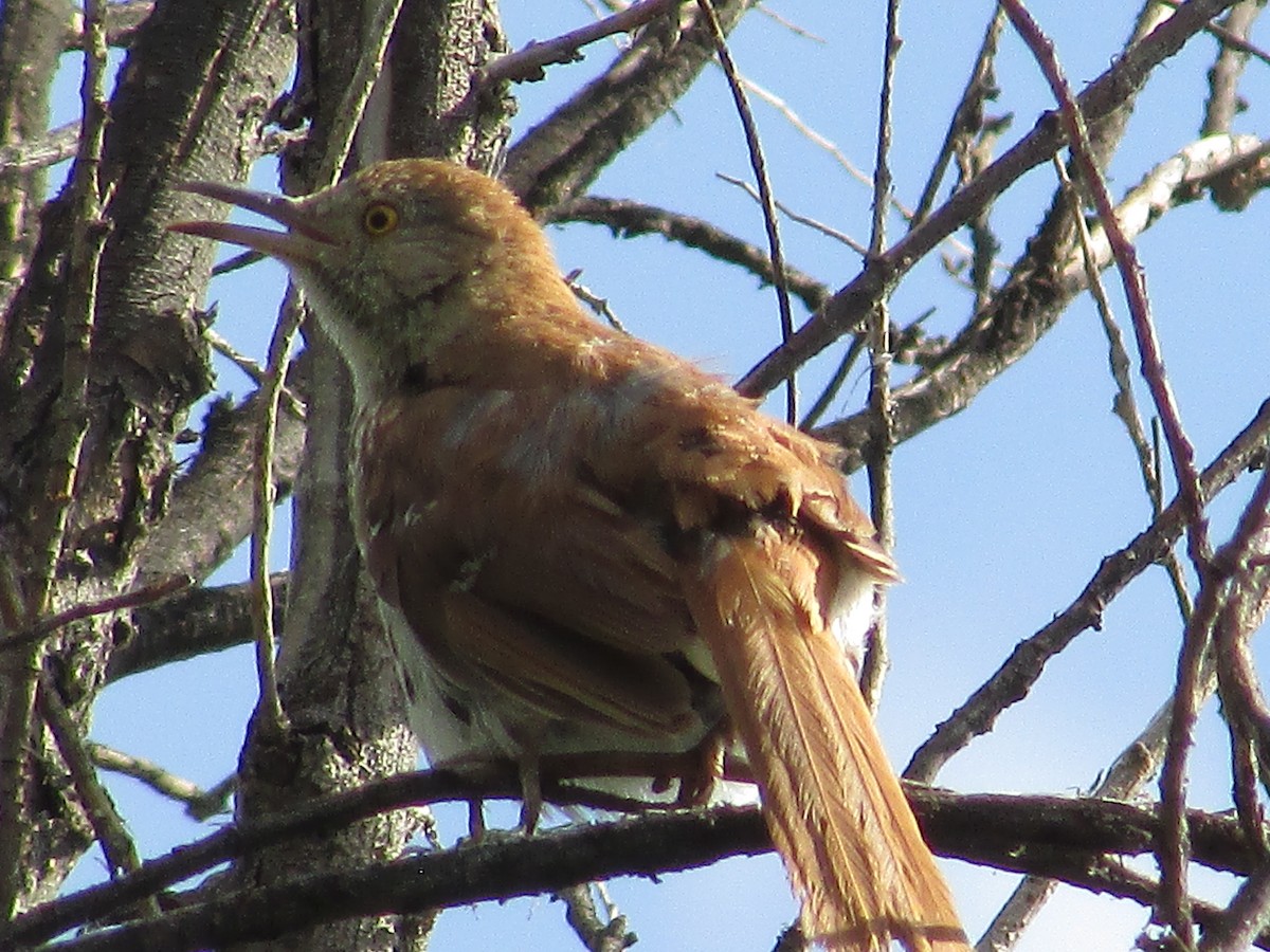 Brown Thrasher - ML596522101