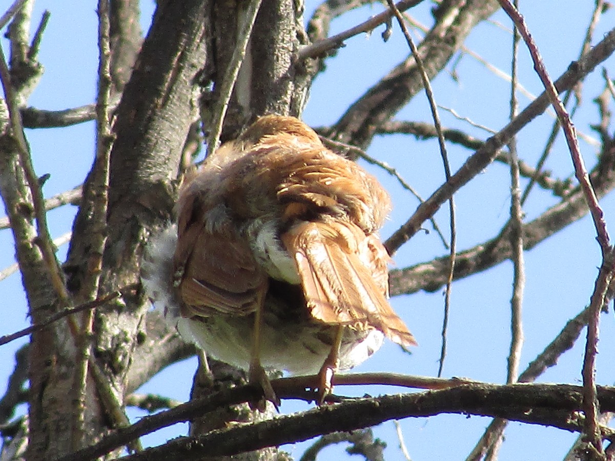 Brown Thrasher - ML596522111