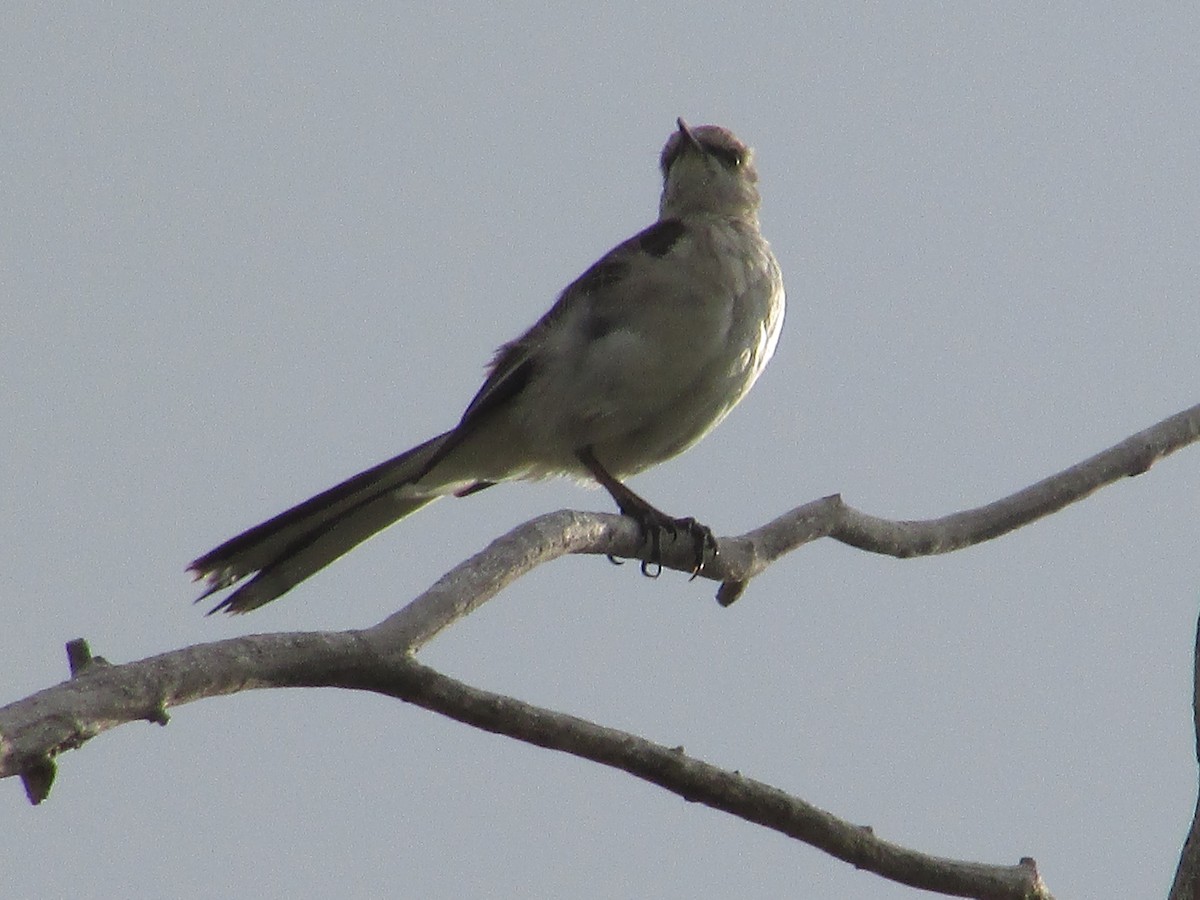 Northern Mockingbird - ML596522631