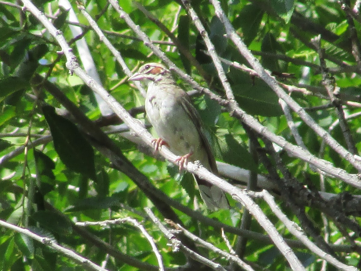 Lark Sparrow - Felice  Lyons