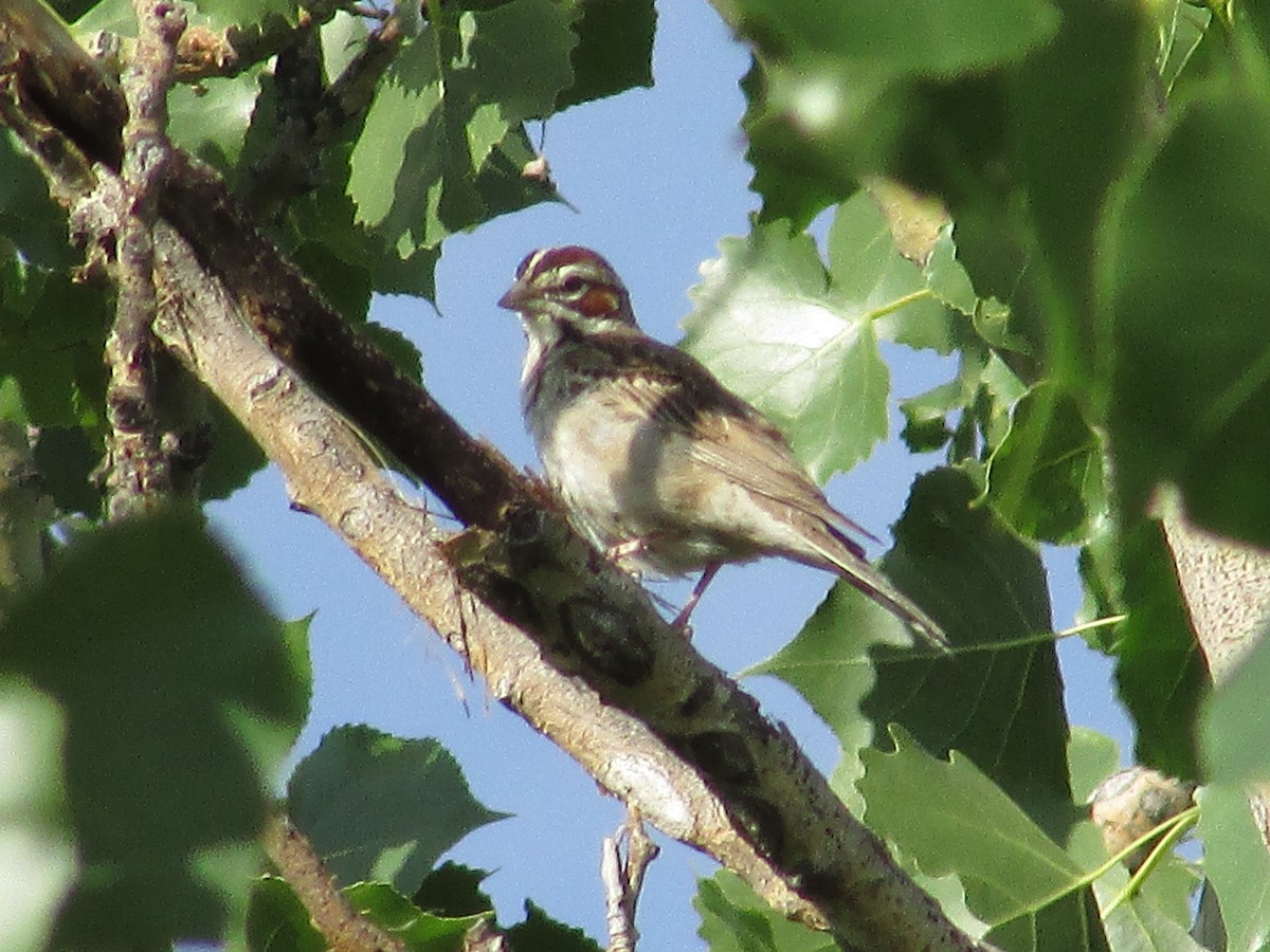 Lark Sparrow - Felice  Lyons