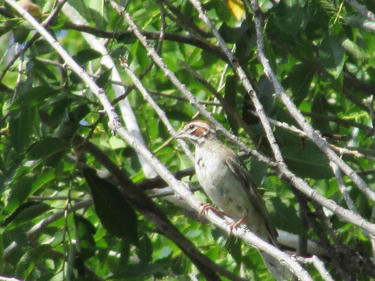 Lark Sparrow - Felice  Lyons