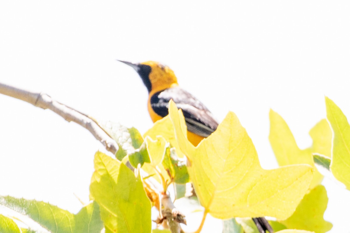 Hooded Oriole - ML596523421