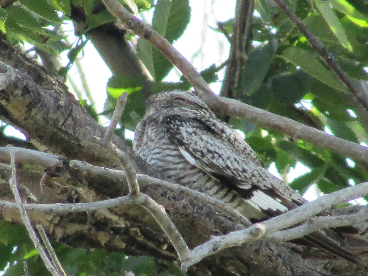 Common Nighthawk - ML596524671