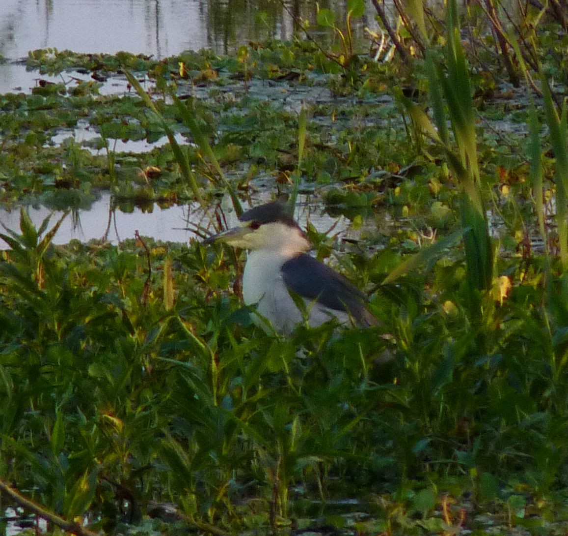 Black-crowned Night Heron - ML596524951