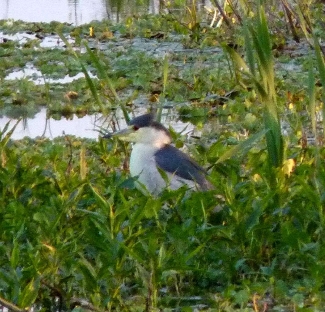Black-crowned Night Heron - ML596525061