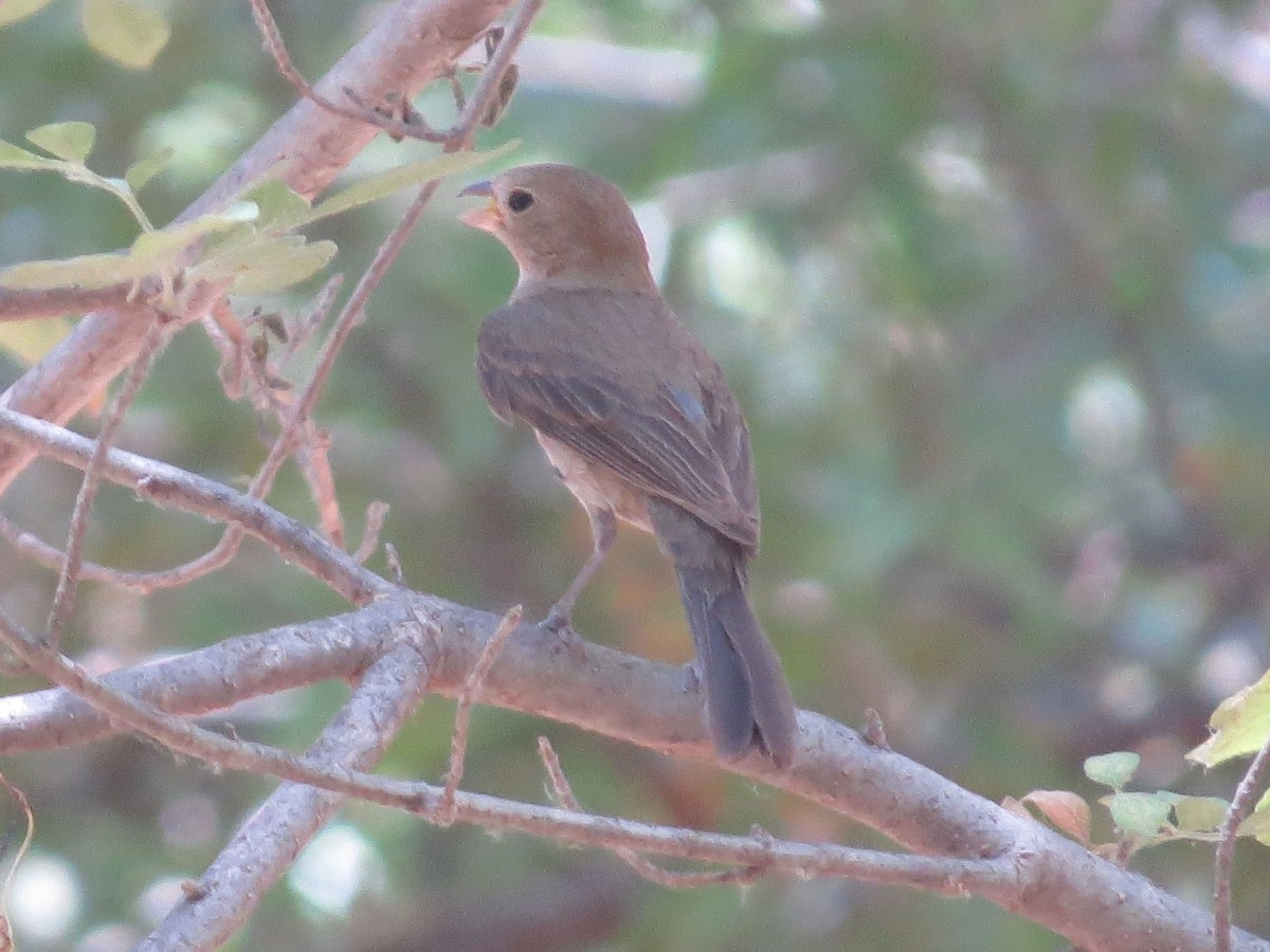 Varied Bunting - ML596525321