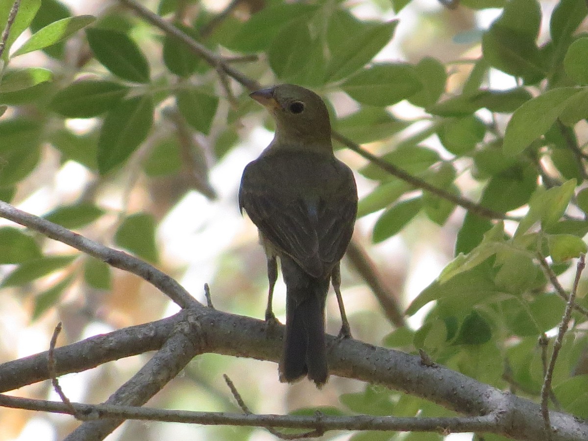 Varied Bunting - ML596525351