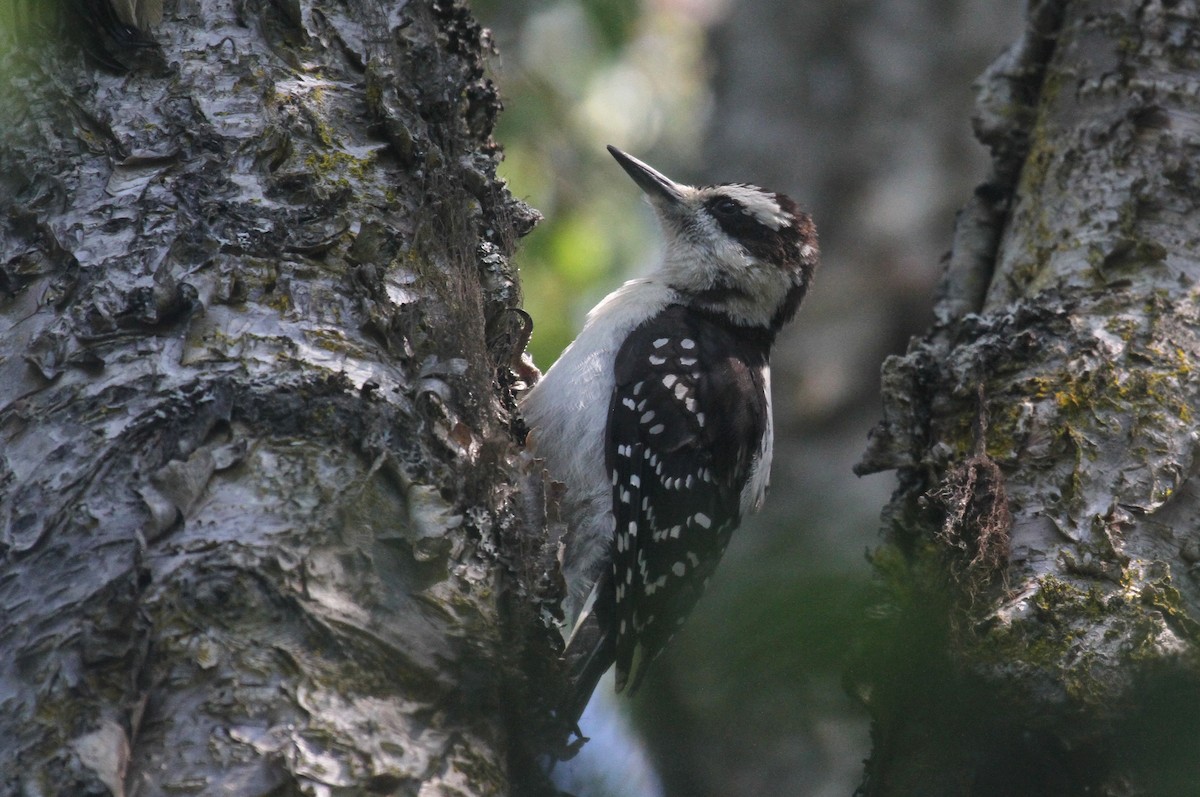 Hairy Woodpecker - ML596525641