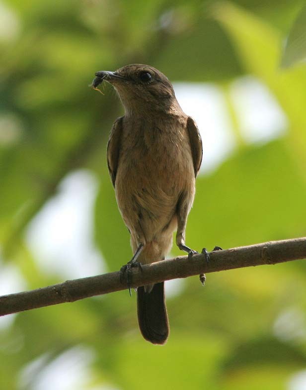 Phylloscopus sp. - ML59652631