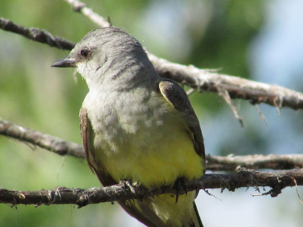 Western Kingbird - Felice  Lyons