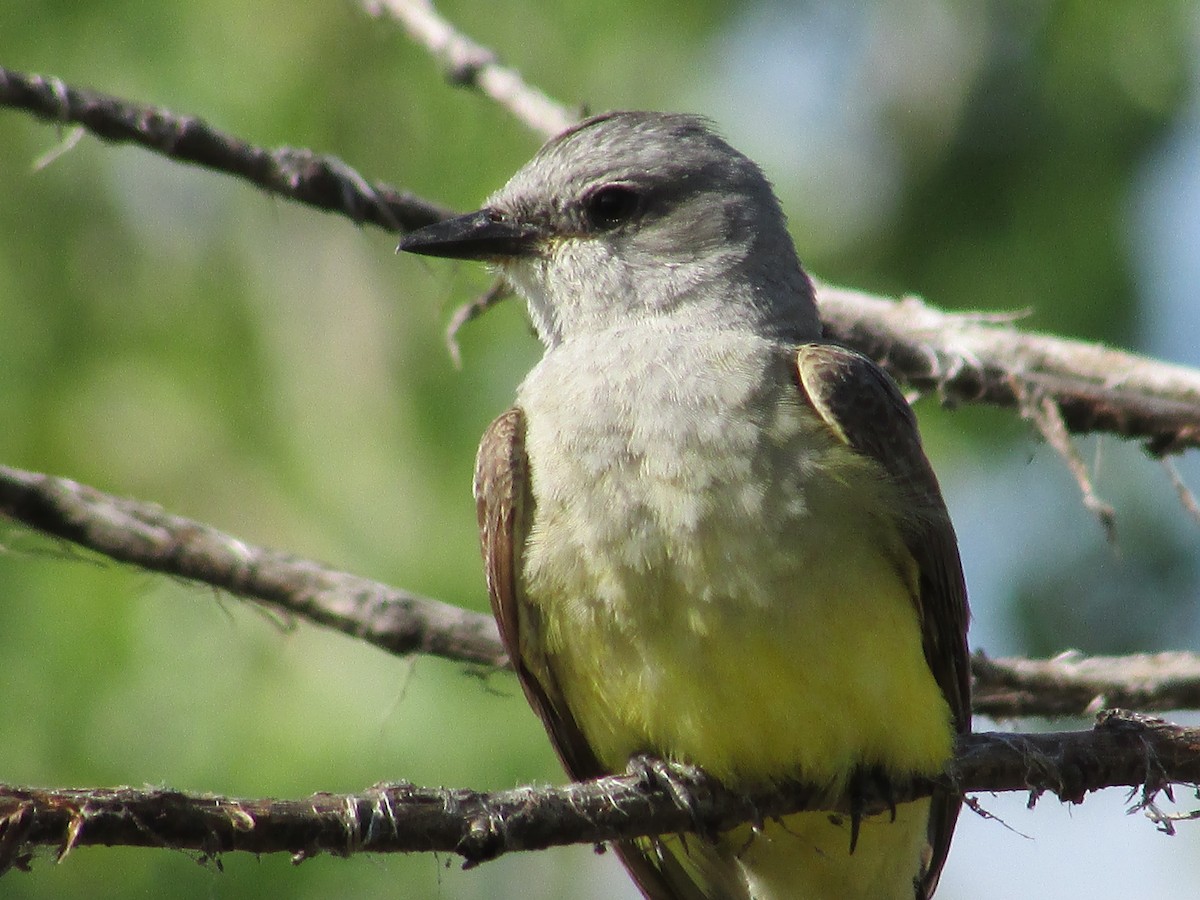 Western Kingbird - ML596526361