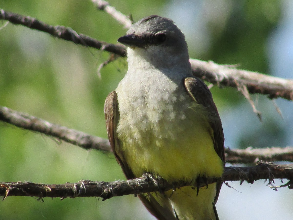 Western Kingbird - ML596526371