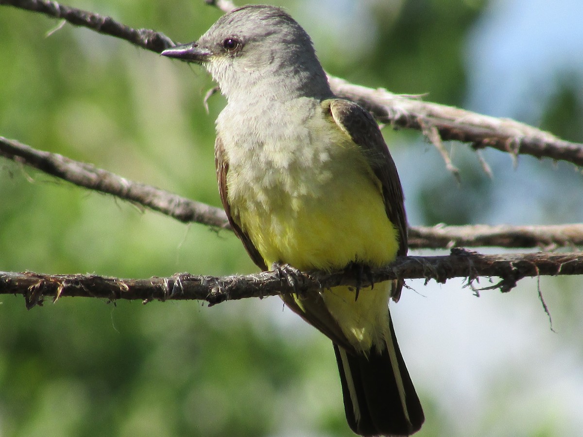 Western Kingbird - ML596526401