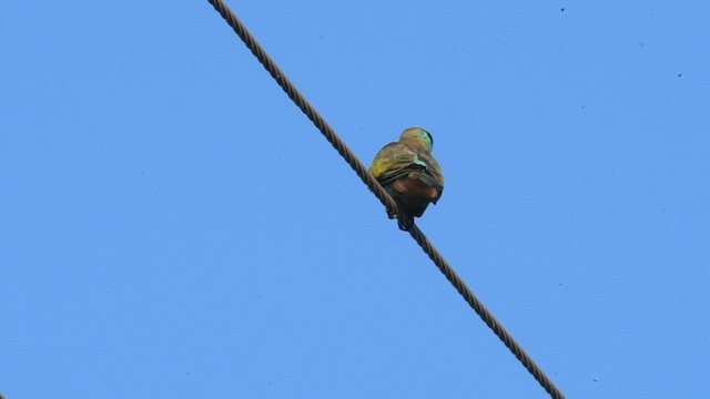 Hooded Parrot - ML596526631