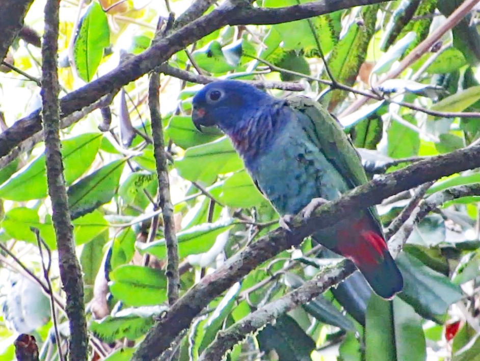Папуга-червоногуз синьоголовий - ML596526731