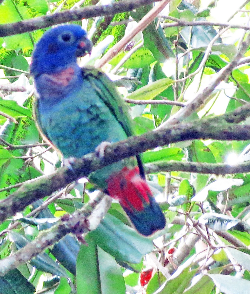 Папуга-червоногуз синьоголовий - ML596526741