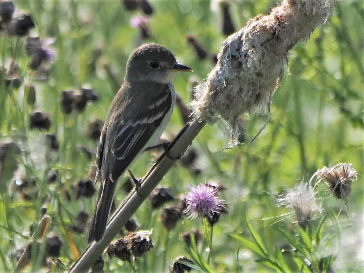 Willow Flycatcher - ML596526841