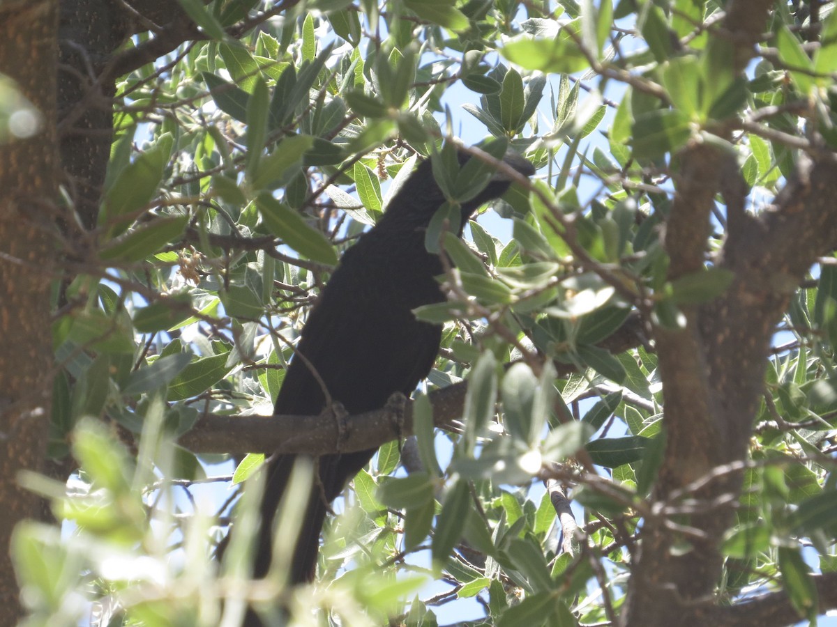 Groove-billed Ani - ML596527531