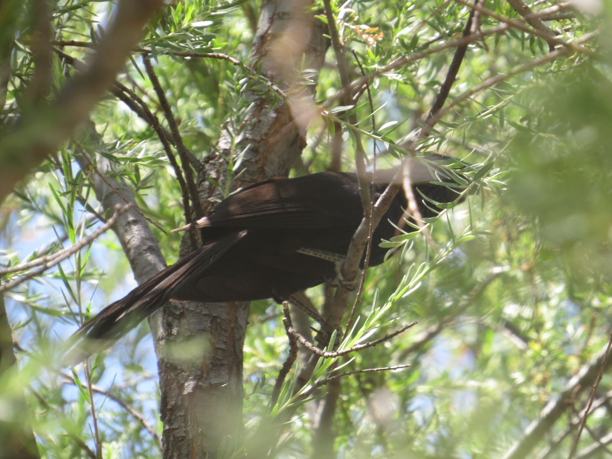 Groove-billed Ani - Benjamin Guo