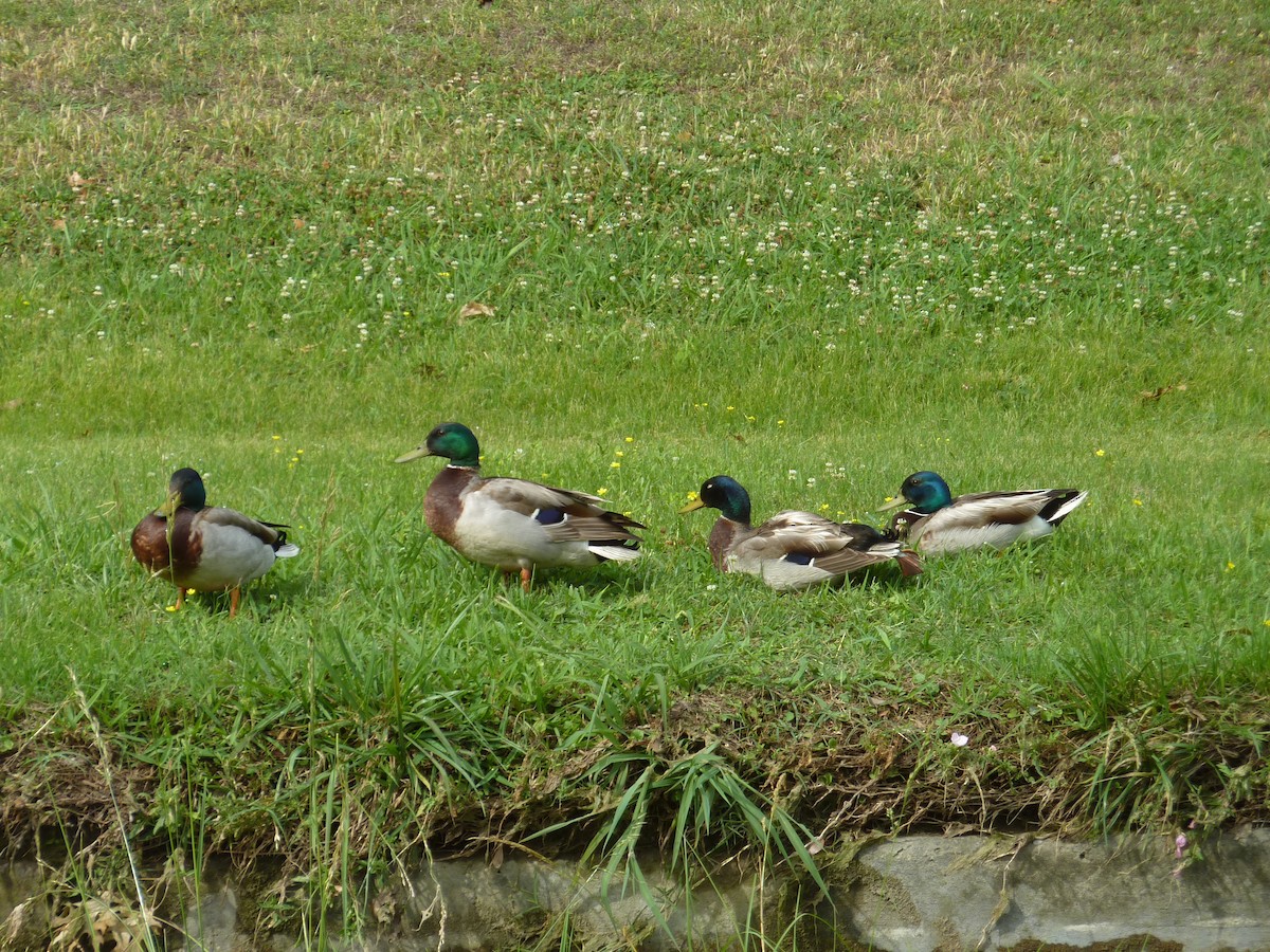 Canard colvert - ML59652781