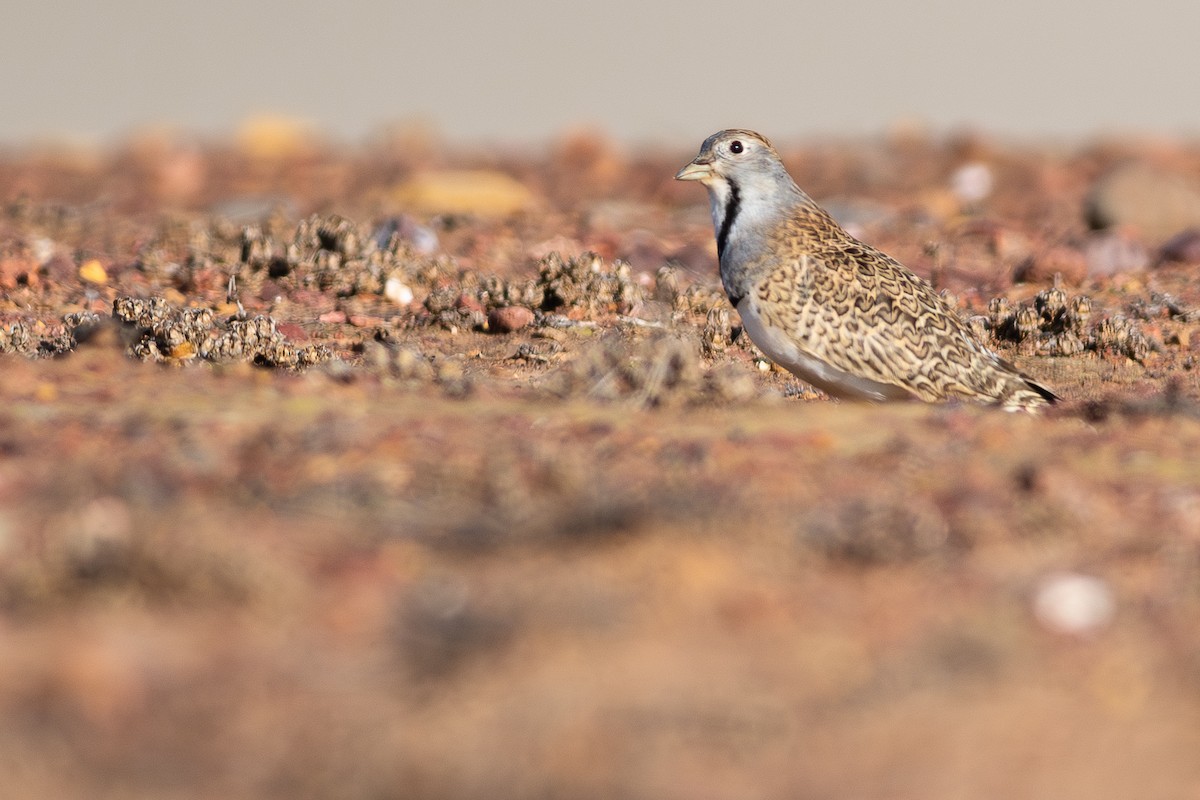 Least Seedsnipe - Santiago Montaner