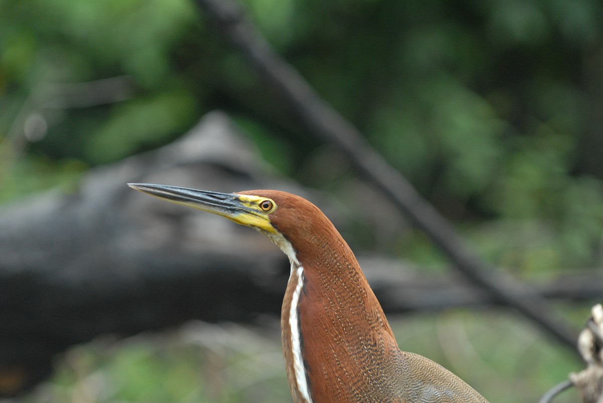 Rufescent Tiger-Heron - ML596528991