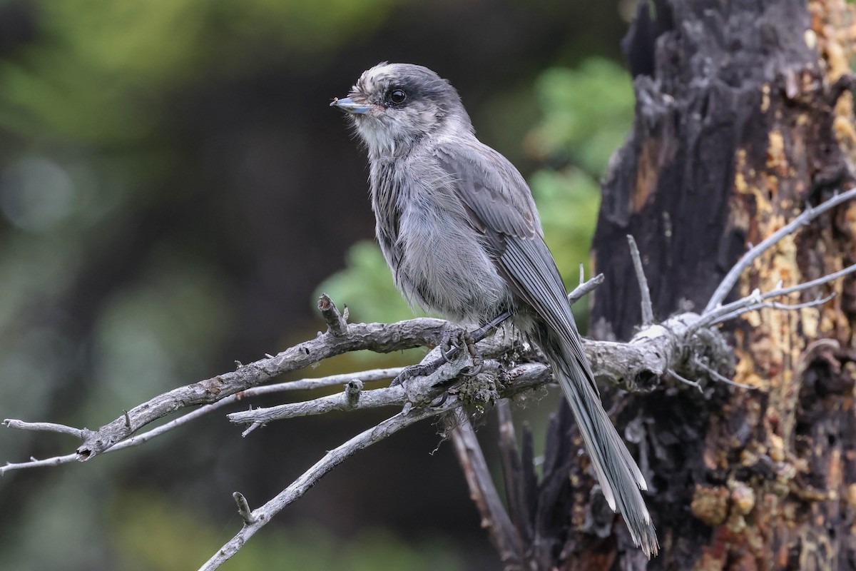 Canada Jay - ML596529491