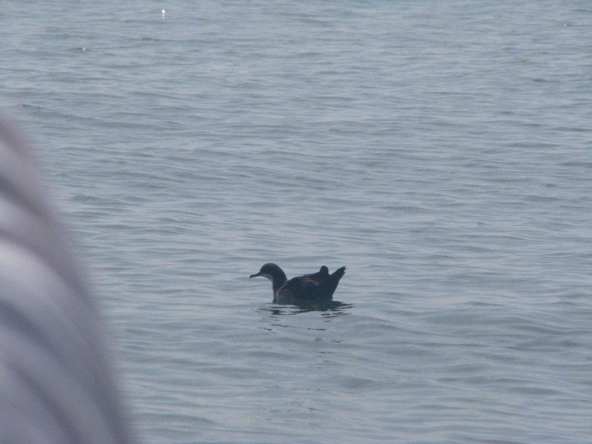 Galapagos Shearwater - ML596529841