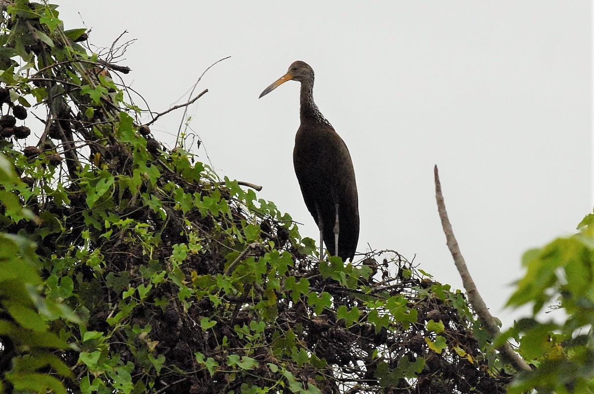 Limpkin - Ken Burgdorff