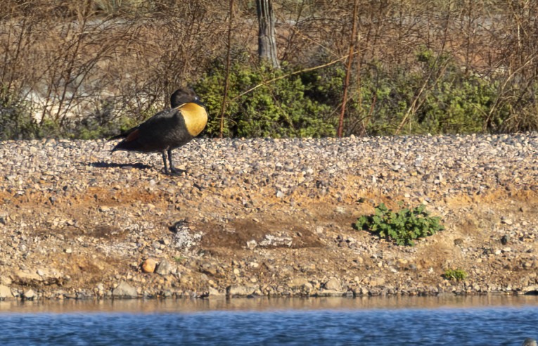 Australian Shelduck - ML596530651