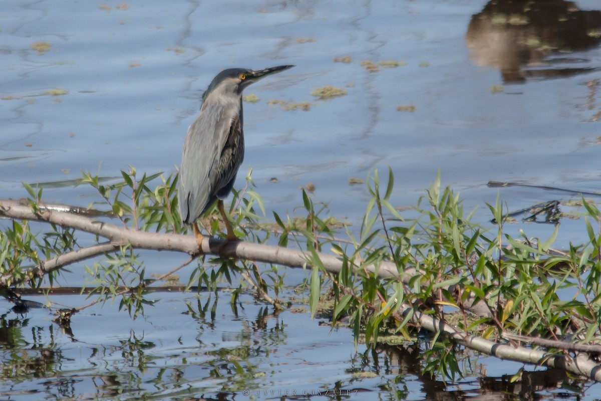 Striated Heron - ML596531431