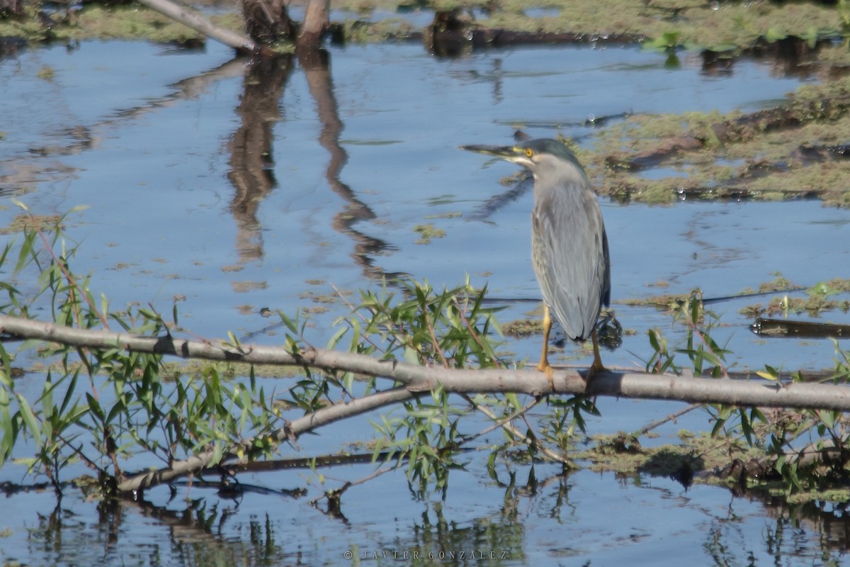 Striated Heron - ML596531441