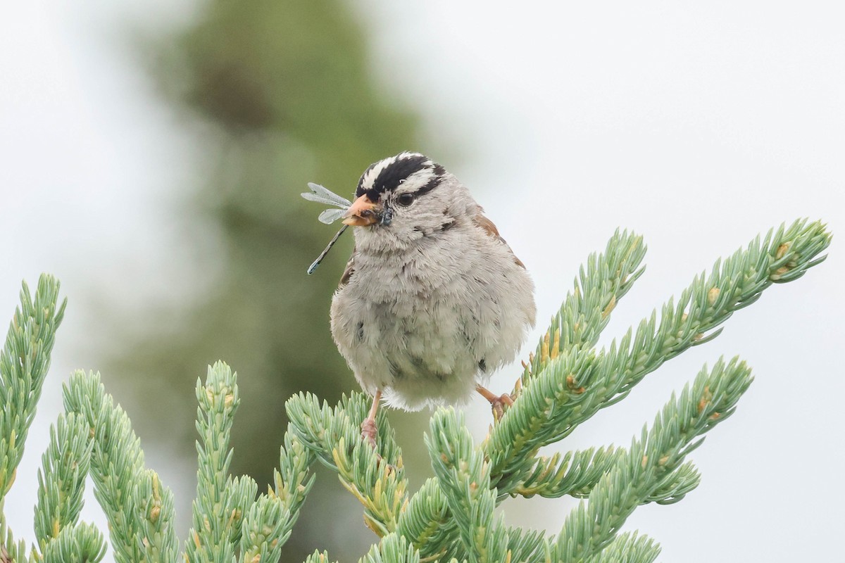 White-crowned Sparrow - Allison Miller