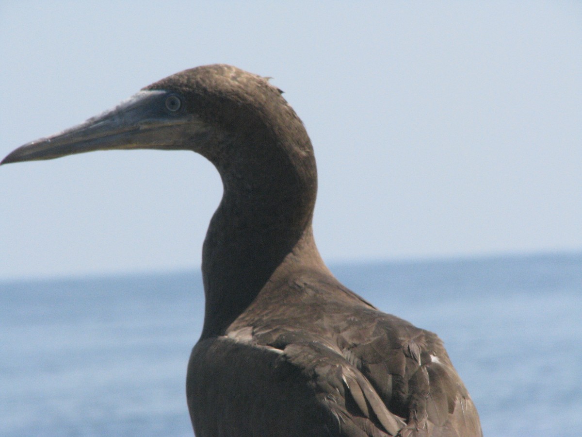 Brown Booby - ML596532551